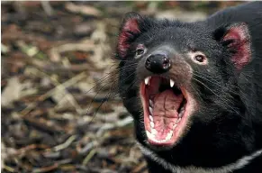  ?? GETTY IMAGES ?? Relocated Tasmanian devils have thrived on Maria Island, at the expense of the little penguin population.