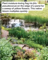  ??  ?? Plant moisture-loving flag iris (Iris pseudacoru­s) on the edge of a pond for a sweep of yellow flowers. This native bloom multiplies quickly