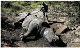  ?? ?? Amos Tembe, conservati­on manager at Hluhluwe-iMfolozi Park in northern KwaZulu-Natal, inspects the carcass of a white rhino in the Masinda section of the park.