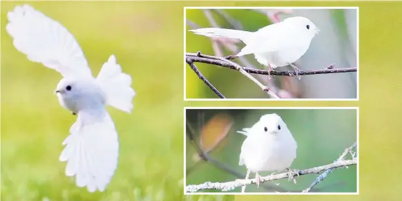  ?? PHOTO / Vicki Zieltjes ?? King Edward Park is becoming a location for many keen photograph­ers keen to capture a photo of the rare bird.