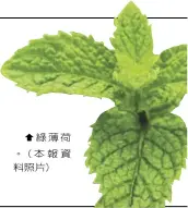  ??  ?? 綠薄荷。(本報資料照片)