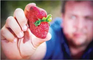  ?? PATRICK HAMILTON/AFP ?? Braetop Berries strawberry farmer Aidan Young holds a strawberry on his farm in the Glass House Mountains in Queensland on Thursday.