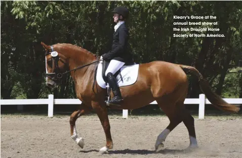  ??  ?? Kleary’s Grace at the annual breed show of the Irish Draught Horse Society of North America.