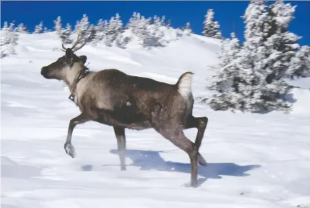  ?? WEST MOBERLY FIRST NATIONS ?? Several population­s of the mountain caribou have become functional­ly extinct in recent years, says the B.C. Wildlife Federation, which points out that successive NDP and Liberal government­s failed to act despite assurances given in past election campaigns.