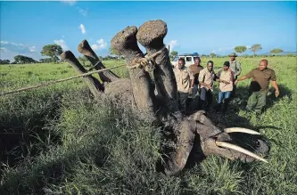  ??  ?? A team of wildlife veterinari­ans uses a 4x4 vehicle and a rope to turn over a tranquiliz­ed elephant in order to attach a GPS tracking collar and remove the tranquilli­zer dart.