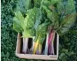  ?? FRESH CITY FARMS ?? Some of the diverse array of crops growing on urban farms around the GTA: Swiss chard, golden and red beets, garlic and cherry tomatoes.