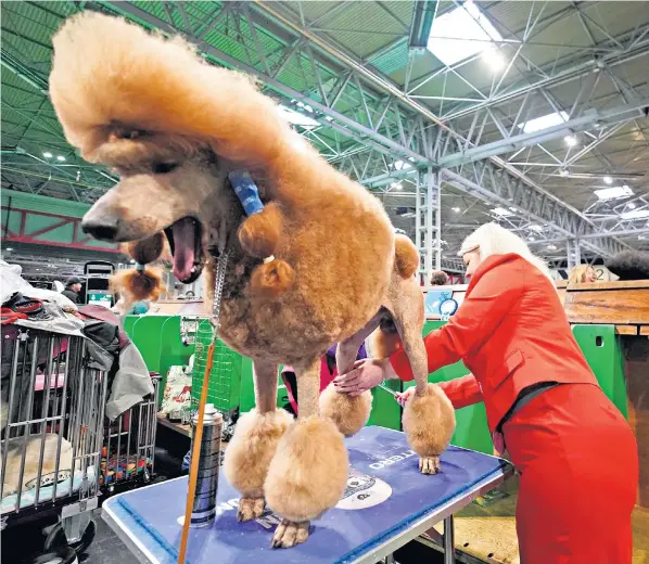  ?? ?? A standard poodle is groomed by its owner during the first day of Crufts