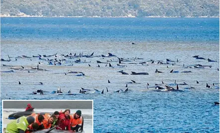  ?? — AFP ?? Help us: The pod of whales stranded on a sandbar in Macquarie Harbour. (Inset) Rescuers are working around the clock to free as many whales as possible.