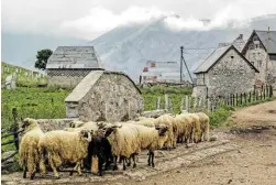  ??  ?? Schafe bei Lukomir: Aufschwung durch neue Herden?