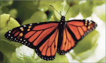  ?? Carolyn Kaster / Associated Press file photo ?? A fresh monarch butterfly rests on a Swedish Ivy plant soon after emerging in Washington in June 2019.