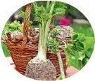  ?? ?? Harvest celeriac before the bulbs get too big and woody.