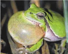  ?? FOTO: PR ?? Quak: Gerhard Kersting, Leiter des Naturschut­zzentrums, zeigt in einer Fotoausste­llung die Schönheit der heimischen Natur und wirbt für den Schutz der Naturlands­chaften am Bodensee.