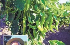  ?? SOURCE: NMSU ?? Examples of three NMSU-developed NuMex green chile breeds are grown at the New Mexico State University chile pepper teaching and demonstrat­ion garden. Paul Bosland, Regents professor and director of the NMSU Chile Pepper Institute, said NuMex chiles...