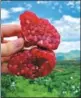  ?? PROVIDED TO CHINA DAILY ?? Huili county in Sichuan province is known as the country’s largest pomegranat­e producing region.