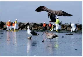  ?? AP PHOTO BY RINGO H.W. CHIU ?? Birds are seen as workers in protective suits clean the contaminat­ed beach after an oil spill in Newport Beach, Calif., on Wednesday, Oct. 6. A major oil spill off the coast of Southern California fouled popular beaches and killed wildlife while crews scrambled Sunday, to contain the crude before it spread further into protected wetlands.