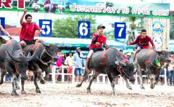  ??  ?? Jockeys ride buffaloes during the annual buffalo races in Chon Buri. — AFP photo