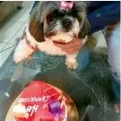  ??  ?? SNOWY AND CAPPUCCINO: Both the Labrador and the Shih Tzu share a zodiac sign. Boy got a no-sugar carrot cake with date juice and peanut butter. The lady (R) dug into red velvet.