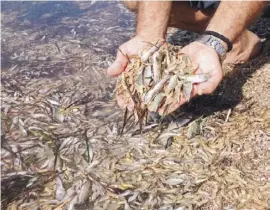  ?? Foto: P. García/Anse ?? Tausende tote Fische wurden an Land gespült.