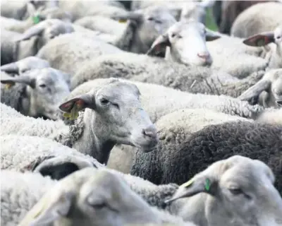  ?? ?? Naša živočíšna produkcia čelí viacerým výzvam vrátane sebestačno­sti.
FOTO: HN/PETER MAYER