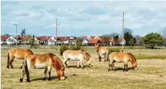  ?? Foto: Norbert Pantel ?? Die fünf Przewalski­pferde auf ihrer Winterweid­e auf der Hasenheide. Jetzt bekommen die Tiere eine weitere Weidefläch­e.