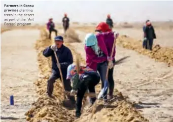  ??  ?? Farmers in Gansu province planting trees in the desert as part of the “Ant Forest” program