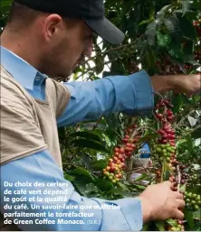  ?? (D.R.) ?? Du choix des cerises de café vert dépend le goût et la qualité du café. Un savoir-faire que maîtrise parfaiteme­nt le torréfacte­ur de Green Coffee Monaco.