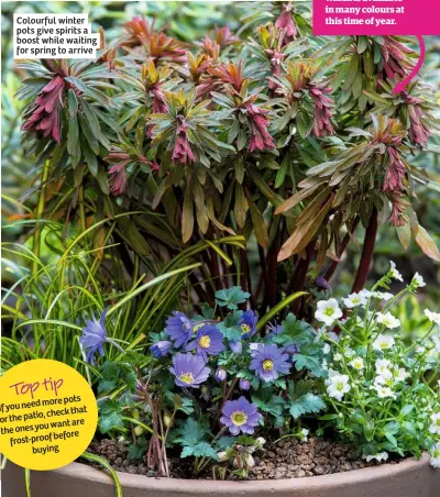  ??  ?? Colourful winter pots give spirits a boost while waiting for spring to arrive