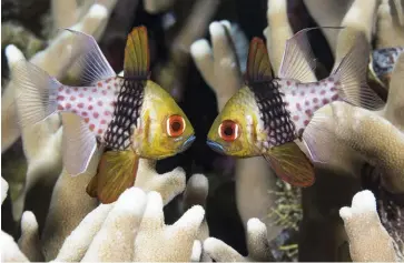  ??  ?? OPPOSITE PAGE:On some dives youjust get the crabsIMAGE: Marco FierliTOP: A triplefin goby under fluo lighting(dive site Zoo)ABOVE: A pair of pajama cardinalfi­sh strikea pose at Dunia BaruIMAGES: Walt Stearns