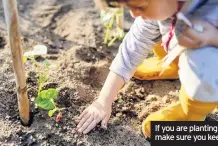  ??  ?? If you are planting fruit trees and bushes, make sure you keep them well watered