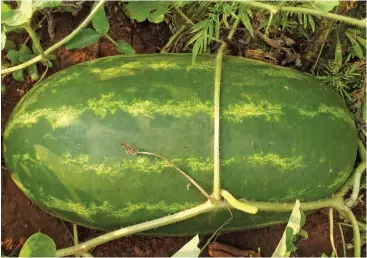  ?? Bill kerr ?? ABOVE:The watermelon ( Citrullusl­anatus) is the most widely cultivated species of the cucurbit family.