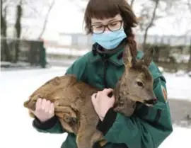  ?? FOTO NATUURHULP­CENTRUM ?? In een paardensta­l in Oudsbergen werd een onderkoeld reetje gevonden. Het dier herstelt nu in het Natuurhulp­centrum.