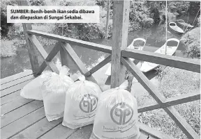  ??  ?? SUMBER: Benih-benih ikan sedia dibawa dan dilepaskan di Sungai Sekabai.