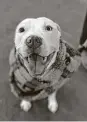  ?? Courtesy John Kovach ?? Kingston, a Staffordsh­ire bull terrier, bit Ronin Waldroup, 3, on Jan. 9.