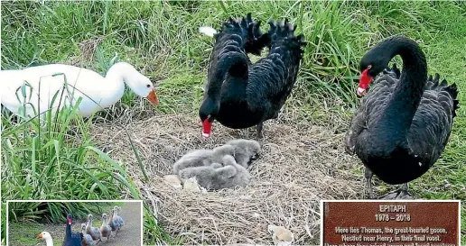  ??  ?? Above, Thomas the goose with Henry and Henrietta with their brood; left, Thomas and Henry the swan with their babies; right, the plaque for Thomas at Waikanae Lagoon.