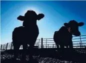  ?? CHARLIE NEIBERGALL/AP ?? Cows stand in a pen at a cattle operation in Iowa. Meat shortages last year led to a wave of federal grants to help small meat processors expand.