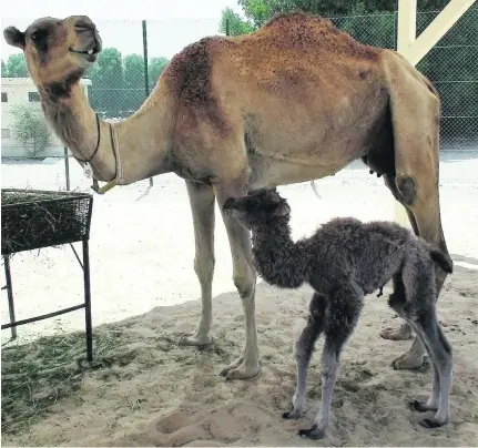  ?? Courtesy PLOS One ?? Cosy, the first cloned Bactrian camel, was born to a surrogate dromedary mother at the Nad Al Sheba facility.