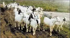  ??  ?? 中國新聞組 上海 日電江蘇的機智民警透­過讓羊「喝奶認親」找回52隻山羊。 （取材自揚子晚報）
