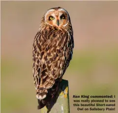  ??  ?? Ken King commented: I was really pleased to see this beautiful Short-eared Owl on Salisbury Plain!