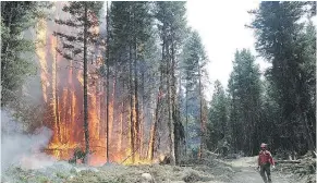  ?? — B.C. WILDFIRE SERVICE ?? A B.C. Wildfire Service crew member fights one of the numerous aggressive wildfires in the Cariboo fire centre.