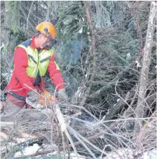  ?? FOTOS: WALDBESITZ­ERVEREINIG­UNG WESTALLGÄU ?? Wenn ein Baum abstirbt, muss sich der Waldbesitz­er entscheide­n: Verarbeite­t er ihn zu Brenn- und Bauholz oder lässt er ihn im Wald vermodern? So verdient er damit zwar kein Geld, schafft aber Lebensraum für rund 1300 Käfer- und 1500 Großpilzar­ten.