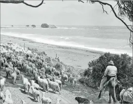  ?? TAIRAWHITI MUSEUM, 501-33, PHOTOBY KEITHWADE ?? TOUGH: AGisborne drover on the job around the East Coast. While droving along the coast looks idyllic, on one occasion there was warning of a possible tidal wave. Drovers Jack ‘Shotgun’ Jackson and Jimmy Eh! (Jimmy Atwell) were not fazed by such a...
