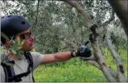  ?? CAIN BURDEAU VIA AP ?? This April 4 photo shows Giovanni Caruso pointing to a disease on an olive tree on a former noble estate in Torretta near Palermo in Sicily. Caruso is seeking to revive the estate’s 6,000 olive trees – many of which are diseased and suffering from poor...