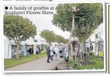  ?? A family of giraffes at Southport Flower Show ??