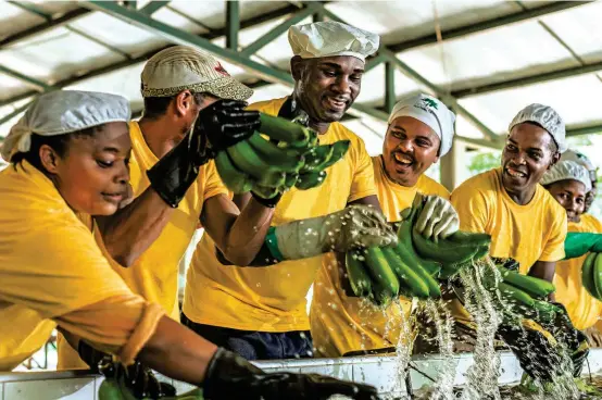  ?? FOTO CORTESÍA ?? Con la apertura de dos puertos —que debe darse en cinco años— la exportació­n de banano, plátano y otros productos se triplicará. Para que el desarrollo impacte a la población, se planifican sus municipios y se propone Urabá Cómo Vamos.