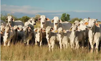  ??  ?? Vrugbaarhe­id en melk is die kudde se sterk punte. Die foto illustreer die eienskappe wat ’n toonbeeld van dié boerdery is.