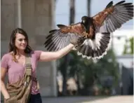  ??  ?? This April 7, 2017 photo shows falconer Alyssa Bordonaro releasing her Harris’s hawk named Dany at the Museum of Modern Art in Los Angeles.