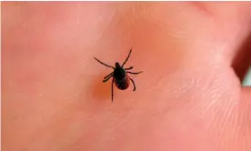  ?? Photograph: Bertrand Guay/AFP via Getty Images ?? Ticks, about the size of a pinhead, can carry Lyme disease and other maladies.