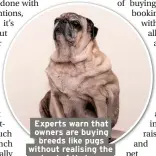  ??  ?? Experts warn that owners are buying breeds like pugs without realising the extend of their poor health
