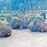  ??  ?? Imágenes de vegetación afectada causó indignació­n de la GENTE/CORTESÍA