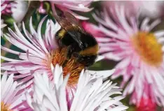  ?? Foto: Lienert ?? Um die Welt der Hummeln geht es in einer Veranstalt­ung der BayernTour Natur im August. Doch es gibt auch noch andere Tierarten zu entdecken.